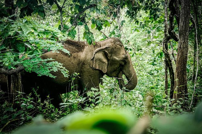 2-Day Kindred Spirit Elephant Sanctuary in Chiang Mai - Tour Details and Itinerary