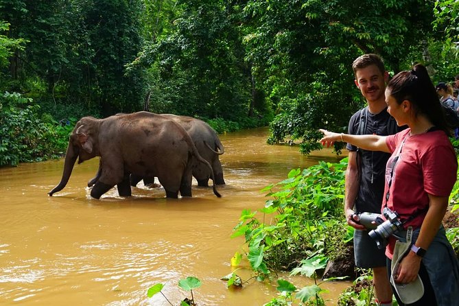 2-Day Kindred Spirit Elephant Sanctuary in Chiang Mai - Reviews and Testimonials