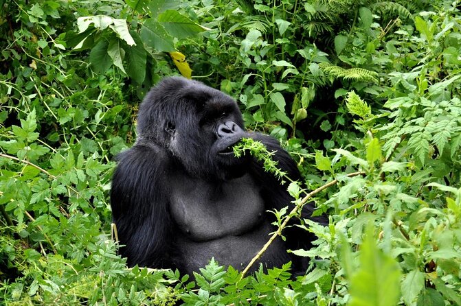 2-Day Lake Kivu Gisenyi Safaris - Good To Know