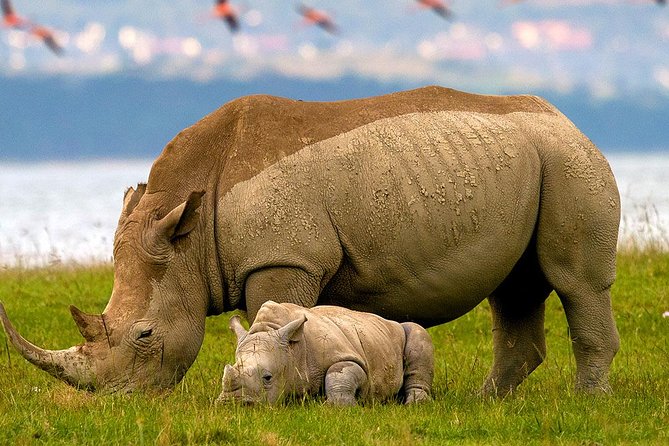 2 Day Lake Nakuru National Park Safari - Daily Departures - Customer Reviews