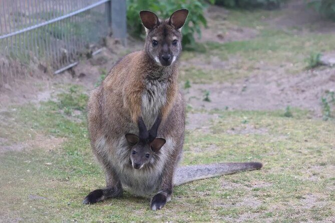 2 day Luxury Private Tour in Kangaroo Island - The Sum Up