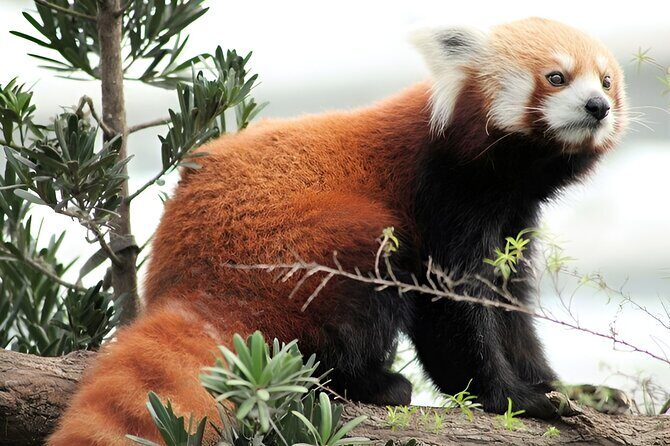 2 Day Mandai Wildlife Reserve Singapore with Roundtrip Transfer - Good To Know