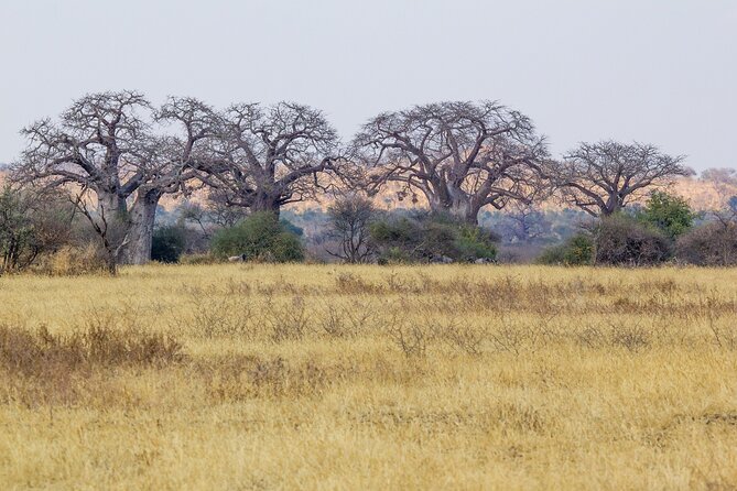 2-Day Manyara and Ngorongoro Crater Lodge Safari and Game Drive - Cancellation Policy and Pricing