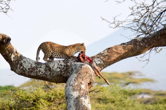 2-Day Manyara and Ngorongoro Crater Lodge Safari and Game Drive - Frequently Asked Questions
