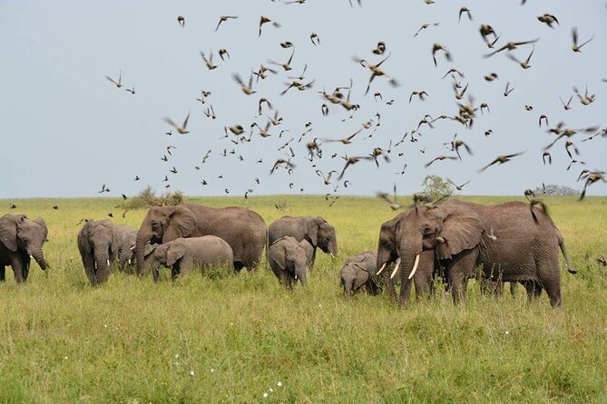 2-Day Manyara and Ngorongoro Crater Lodge Safari and Game Drive - The Sum Up
