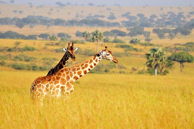 2 Day - Murchison Falls National Park Big 5 Safari - Good To Know