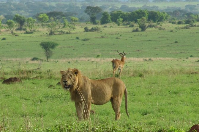 2 Day - Murchison Falls National Park Big 5 Safari - Itinerary Highlights