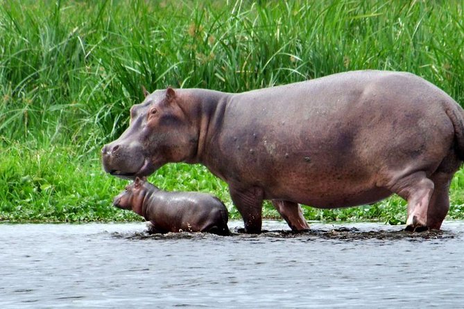 2 Day - Murchison Falls National Park Big 5 Safari - Cancellation Policy