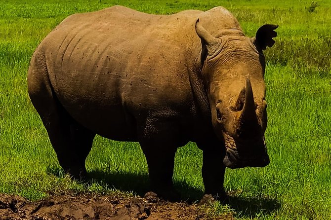 2-Day Ol Pejeta Conservancy Guided Safari Tour From Nairobi - What To Expect