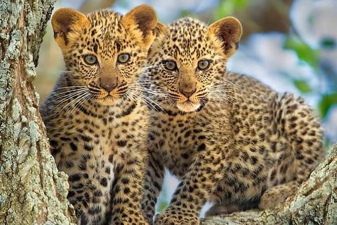 2-Day Ol Pejeta Conservancy Guided Safari Tour From Nairobi - Meeting and Pickup