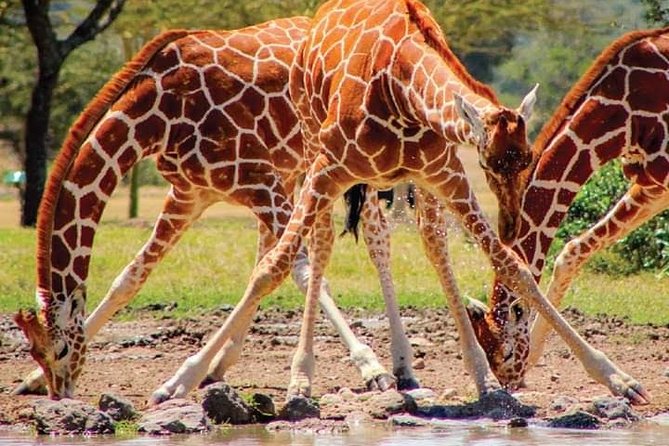 2-Day Ol Pejeta Conservancy Guided Safari Tour From Nairobi - Directions