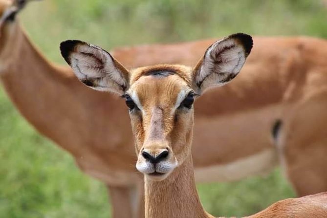 2-Day Ol Pejeta Conservancy Guided Safari Tour From Nairobi - Review and Testimonials