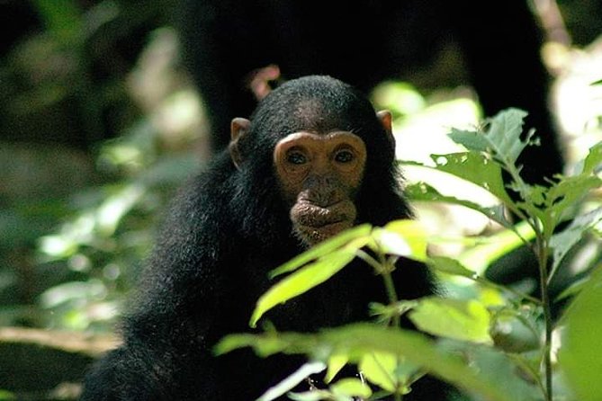 2-Day Ol Pejeta Conservancy Guided Safari Tour From Nairobi - Frequently Asked Questions