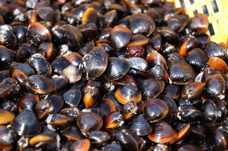 2-day One way Bus Tour from KOKURA around IZUMO to HIROSHIMA - Good To Know