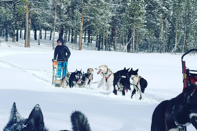 2 Day Overnight Cabin at the Kennel With Dog Sledding in Alta - Cabin Accommodation Details