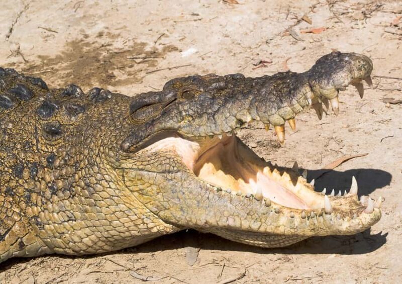 2-Day Paronella Park & Tablelands Tour+Cape Tribulation Tour - Who Will Love This Tour?