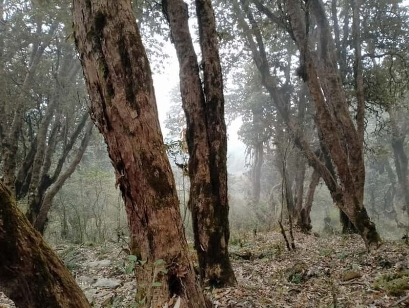 2 Day Poon Hill Trek with 2 Day Chitwan Jungle Safari Tour - What Reviewers Say