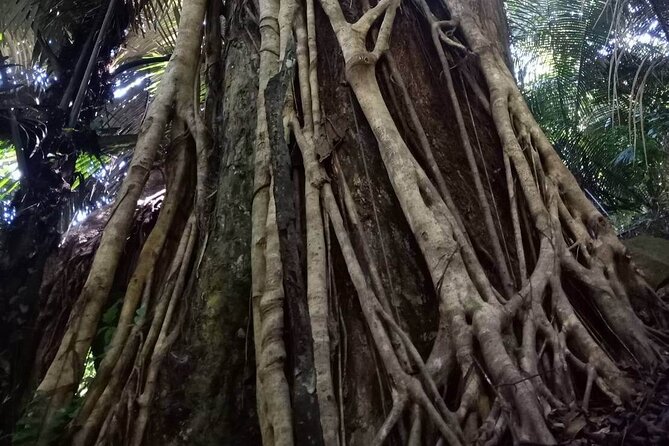 2-Day Private Guided Chiang Dao Trekking and Hidden Village Adventure - Exploring Chiang Daos Natural Wonders