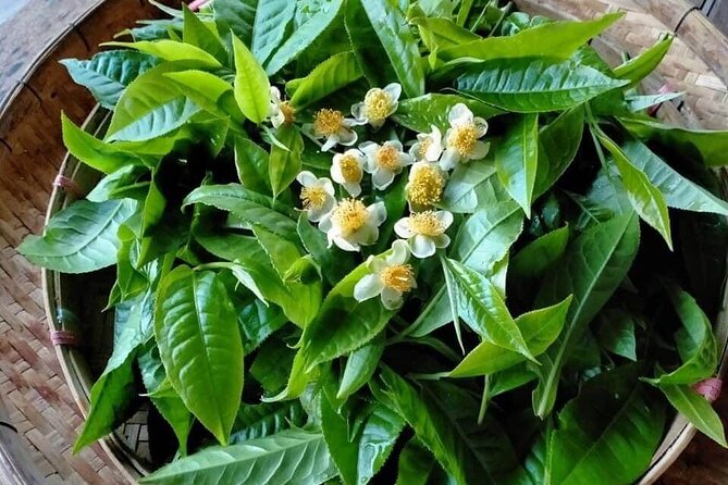 2-Day Private Guided Chiang Dao Trekking and Hidden Village Adventure - The Sum Up