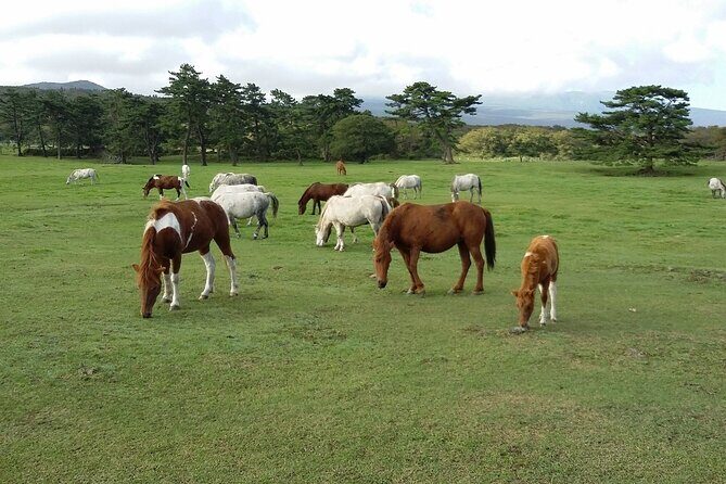 2 Day Private Jeju Island Tour - The Complete Breakdown of the 2-Day Itinerary