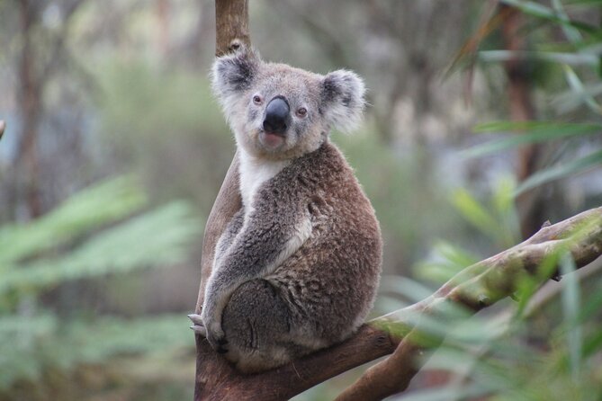 2 Day Private Luxury Great Ocean Road Tour - Booking and Pricing Details