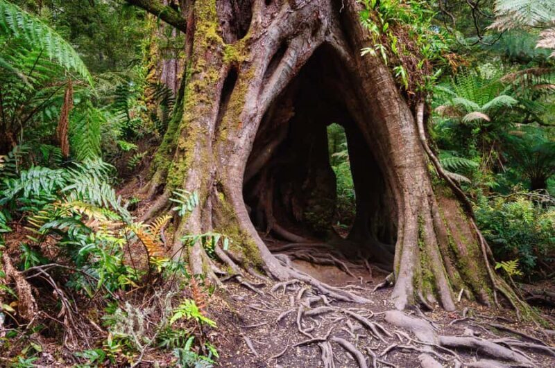 2-Day Private Premium Great Ocean Road Tour - Frequently Asked Questions