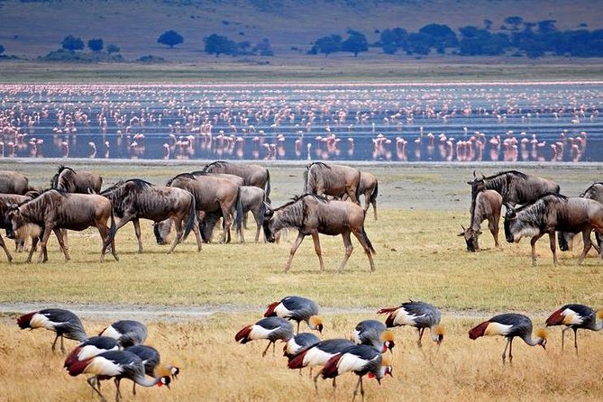 2 Day Private Safari in Lake Manyara and Ngorongoro Crater National Park - Pickup and Logistics