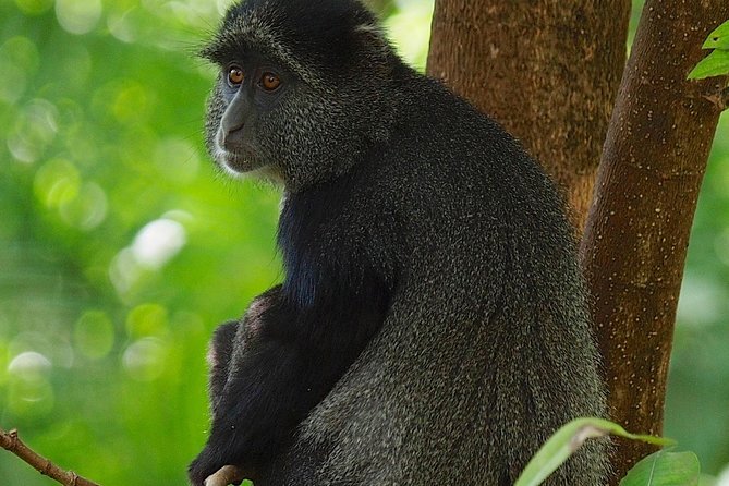 2 Day Private Safari in Ngorongoro Crater and Tarangire National Park - The Sum Up