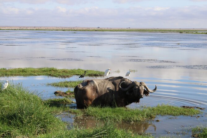 2-Day Private Safari to Amboseli National Park - Pricing and Reviews