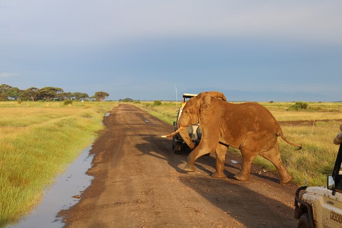 2-Day Private Safari to Amboseli National Park - Private Tour Operator
