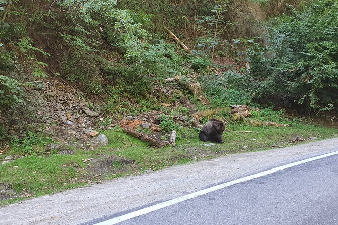 2-Day Private Tour From Bucharest in Transylvania From Bucharest - Customer Reviews