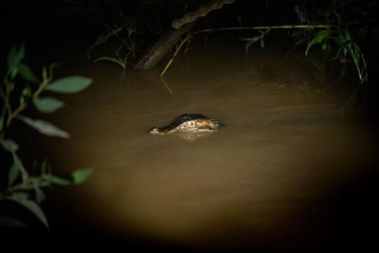 2 Day Private Tour in Tambopata Amazon - Tour Highlights