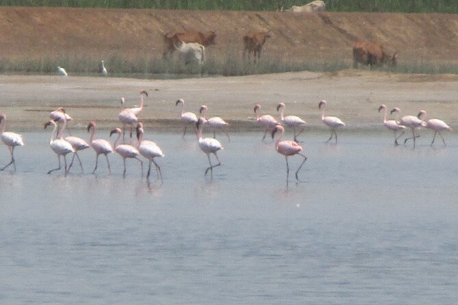 2-Day Private Tour of Lac Rose and Djoudj and Saint Louis - Cancellation Policy