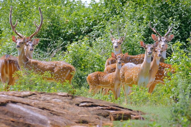2 Day Private Tour of Yala & Udawalawe (Double Safari Tour) - All Inclusive - Cancellation Policy