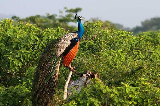 2 Day Private Tour of Yala Wild Safari & Galle Sightseeing - All Inclusive - Cancellation Policy