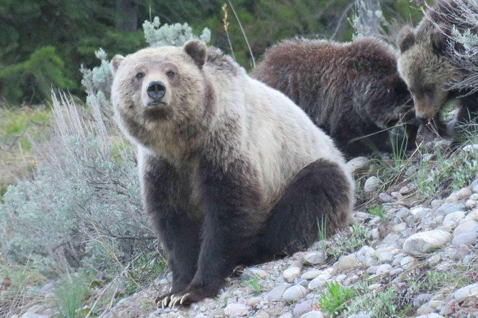 2-Day Private Tour of Yellowstone National Park Lower & Upper Loops - An In-Depth Look at the 2-Day Yellowstone Tour