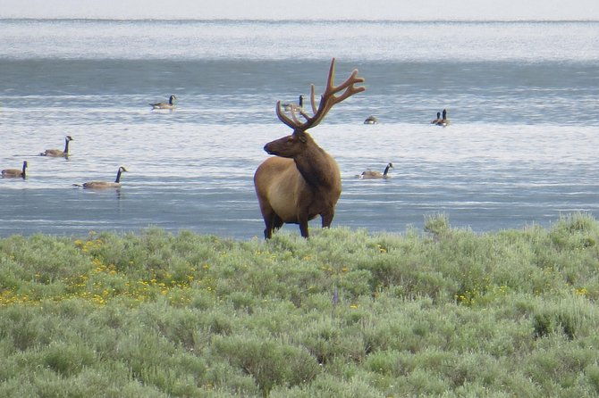2-Day Private Tour of Yellowstone National Park Lower & Upper Loops - Final Thoughts