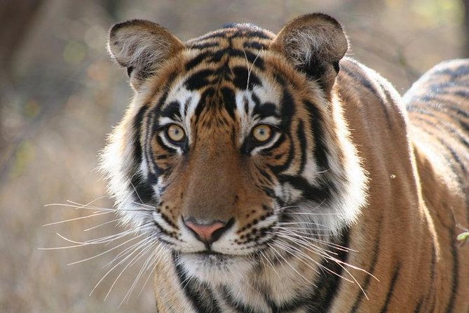 2-Day Private Tour to Ranthambhore Tiger Safari Tour From Jaipur - Good To Know