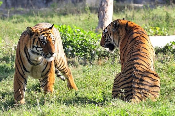 2-Day Private Tour to Ranthambhore Tiger Safari Tour From Jaipur - Safari Experience