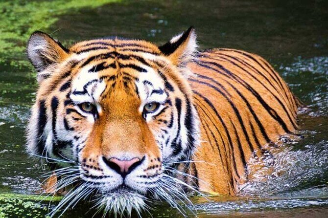 2-Day Ranthambore Safari with Sunrise view of Taj Mahal - Good To Know  