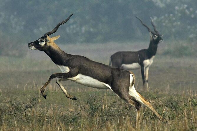 2-Day Ranthambore Safari with Sunrise view of Taj Mahal - FAQ