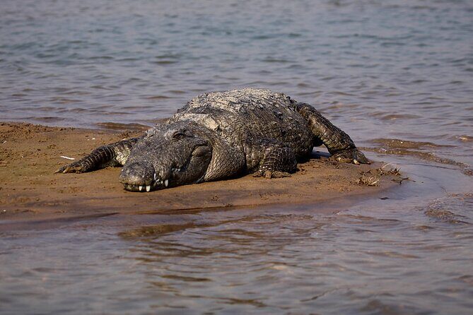 2-Day Ranthambore Tiger & Chambal River Safari from Jaipur - The Sum Up