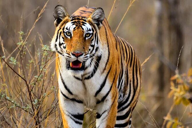 2-Day Ranthambore Tiger & Chambal River Safari from Jaipur - Exploring the 2-Day Ranthambore Tiger & Chambal River Safari from Jaipur