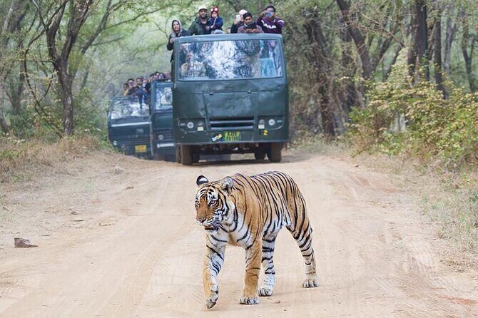 2-Day Ranthambore Tiger & Chambal River Safari from Jaipur - Good To Know