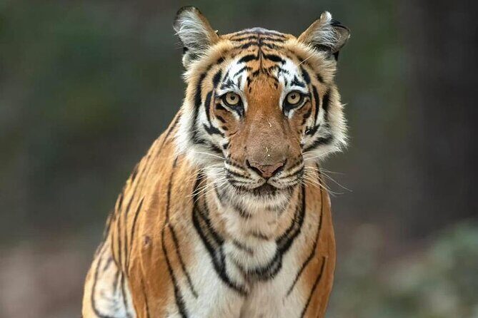 2-Day Ranthambore Tiger & Chambal River Safari from Jaipur - Practical Insights and Tips