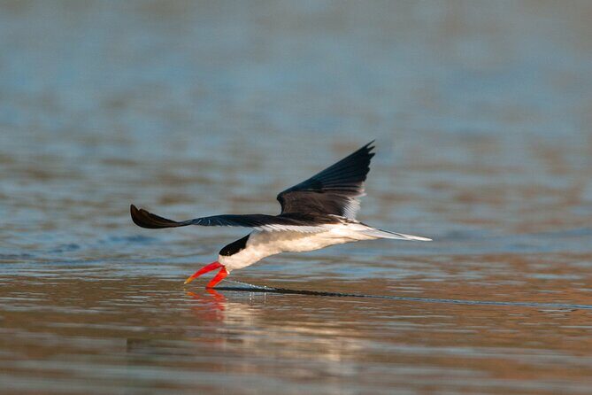 2-Day Ranthambore Tiger & Chambal River Safari from Jaipur - The Sum Up