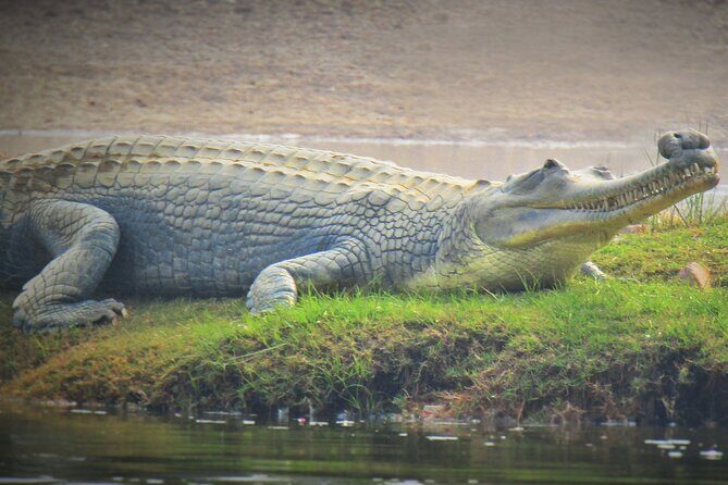 2-Day Ranthambore Tiger & Chambal River Safari from Jaipur - FAQ