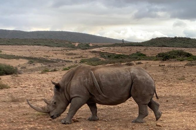 2 Day Safari Experience From Cape Town - Overall Experience