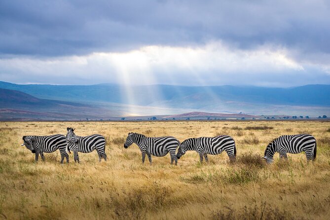 2-Day Safari to Tarangire National Park and Ngorongoro Crater - Reviews