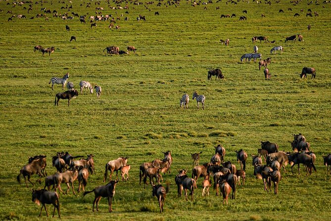 2-Day Safari to Tarangire National Park and Ngorongoro Crater - Meeting and Pickup Information